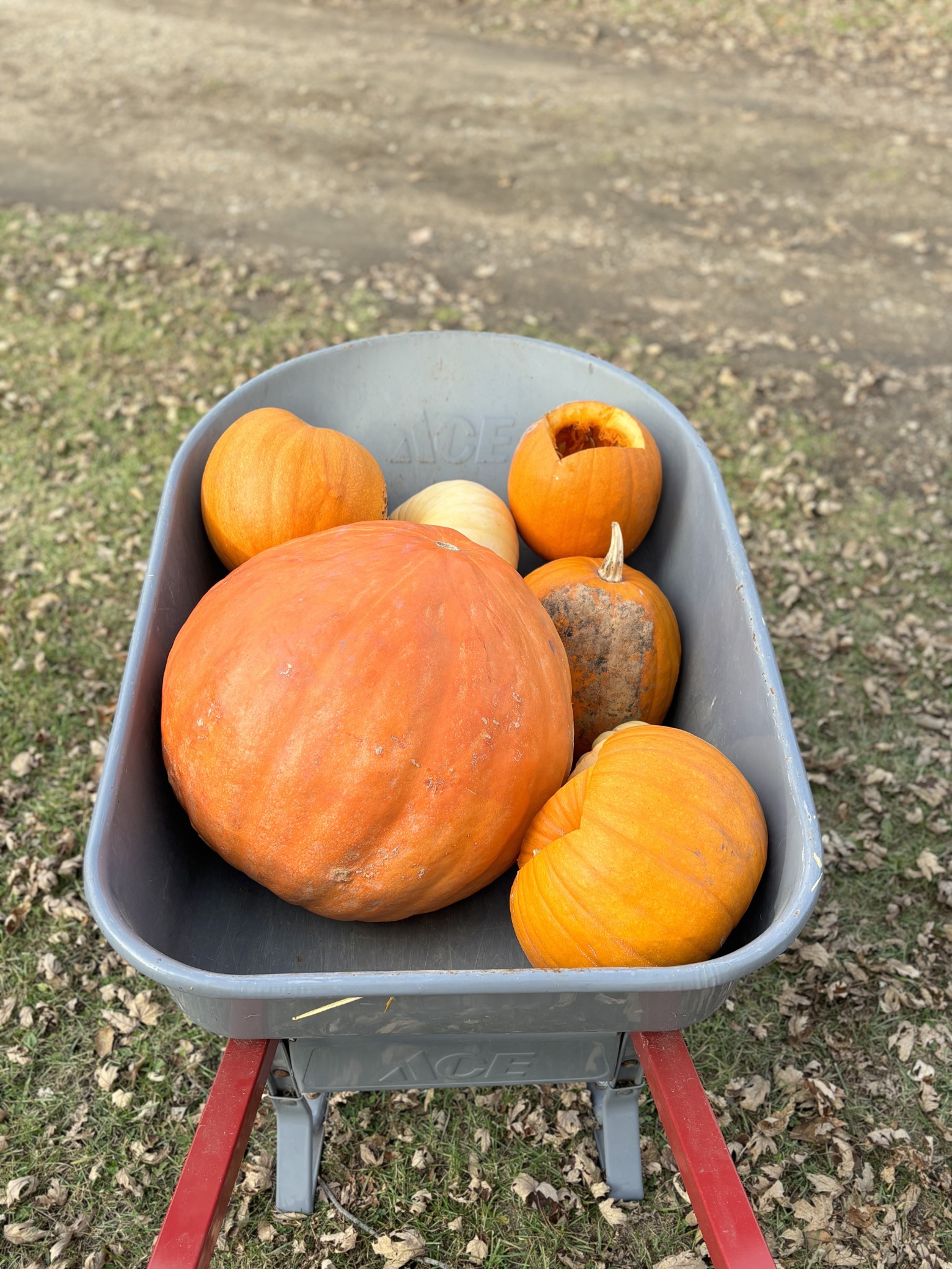 Pumpkins in a wheelbarrow at Lemon Squeezy Farms