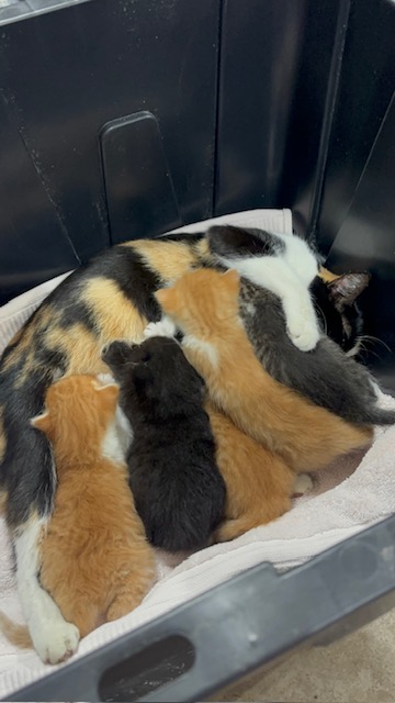 Clementine with her kittens