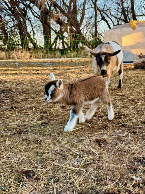 Young goat at Lemon Squeezy Farms