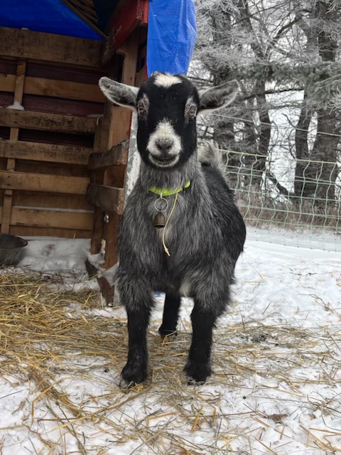 Goat at Lemon Squeezy Farms
