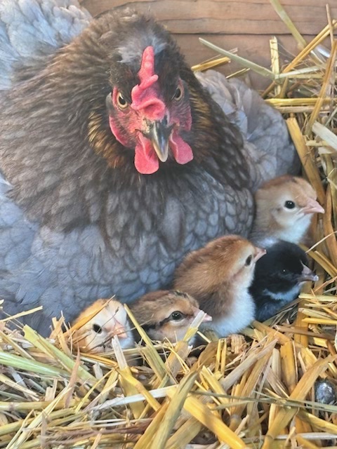 Broody hen with newly hatched chicks