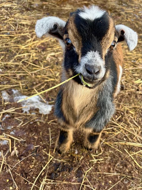 Goat awaiting a magical birth