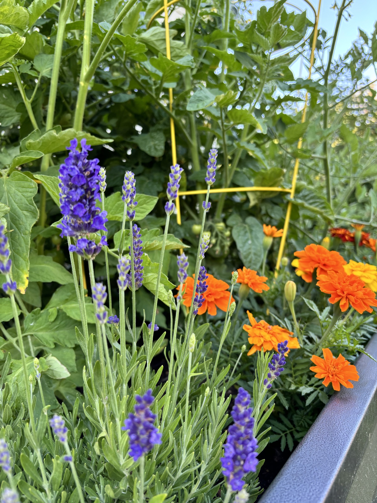 Mid-July at Lemon Squeezy Farms