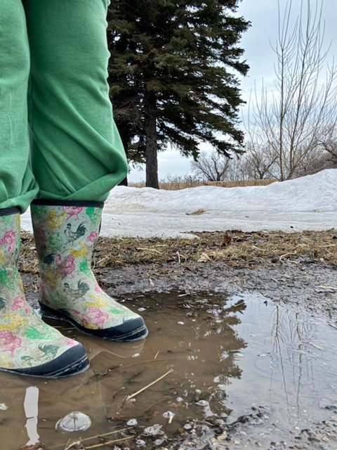 Muck boots in spring mud and melting snow