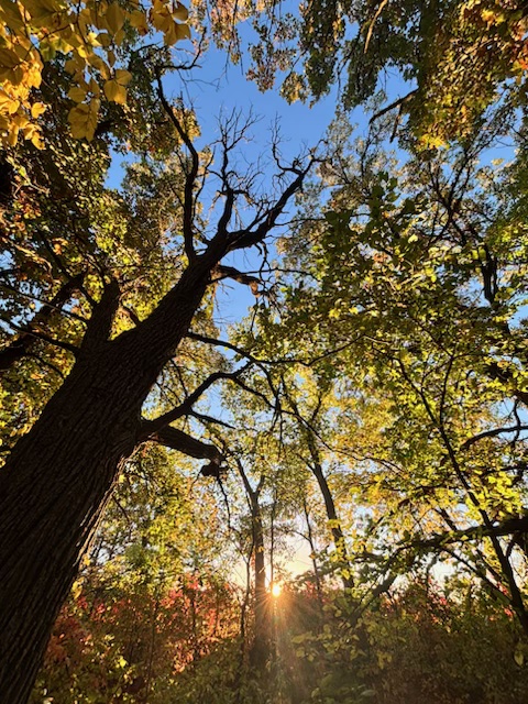 Autumn trees at Lemon Squeezy Farms