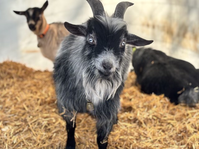 Goat from the Goat Life Chronicles